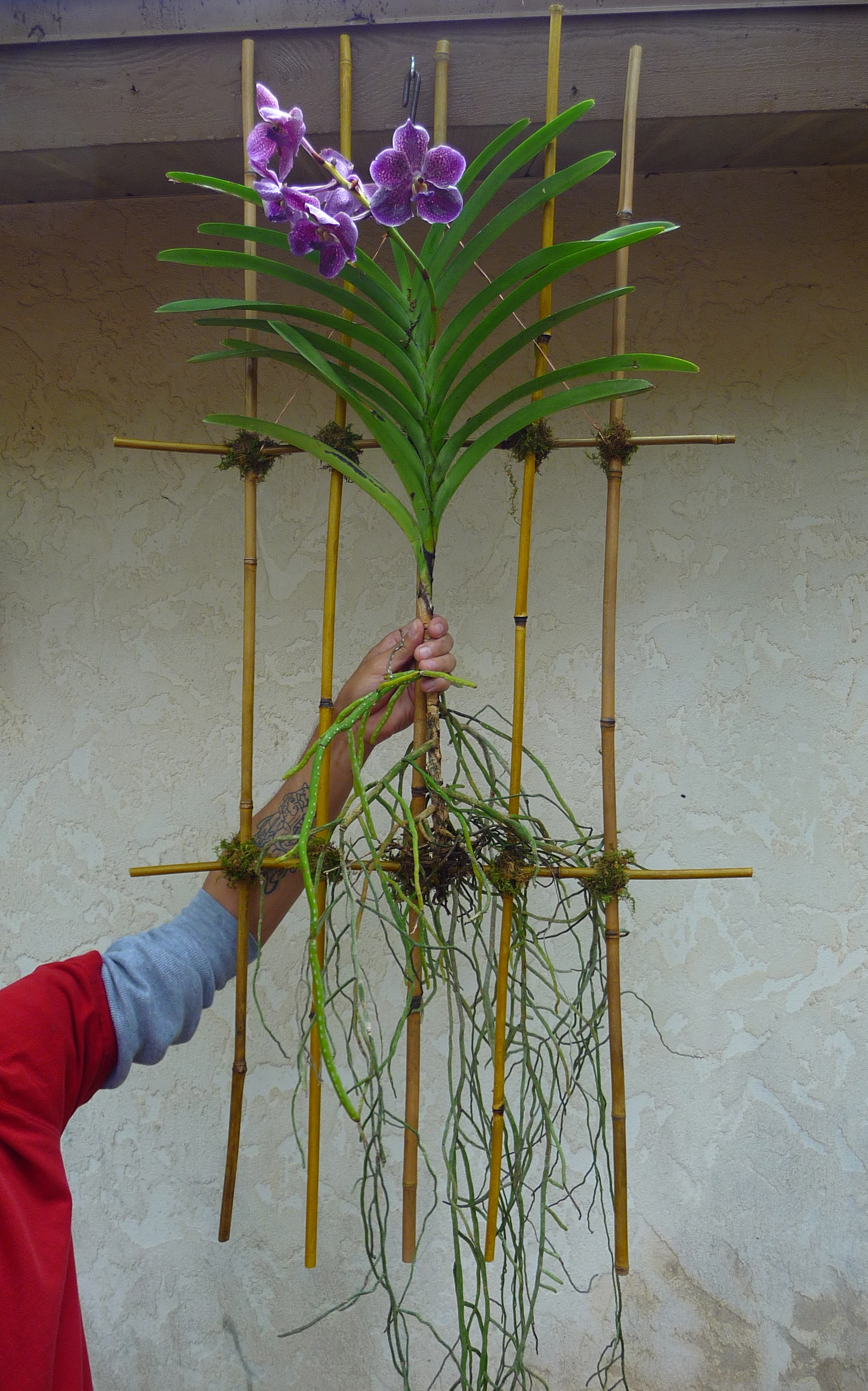 Orchids on Bamboo Lattice - Craft Organic