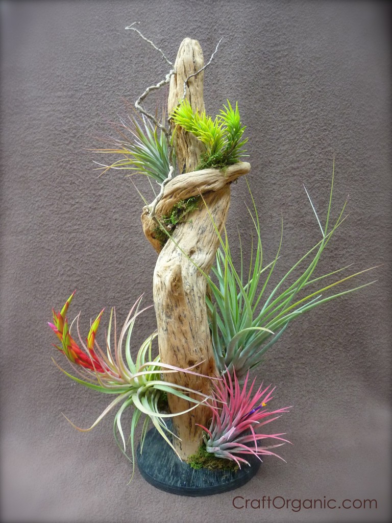  Air Plants Examples for Large Space
