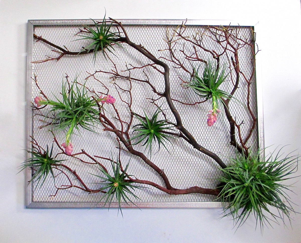 Image result for blushing air plants decoration