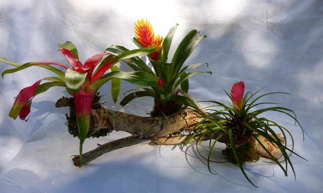 Bromeliad Craft