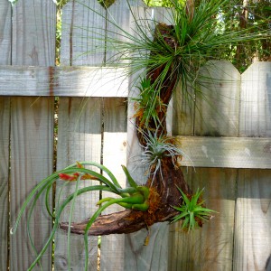 Mount Air Plants to Wood