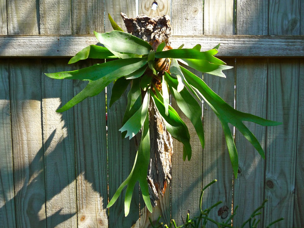 Mounted Staghorn on Wood