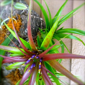 Cork Mounted Plants