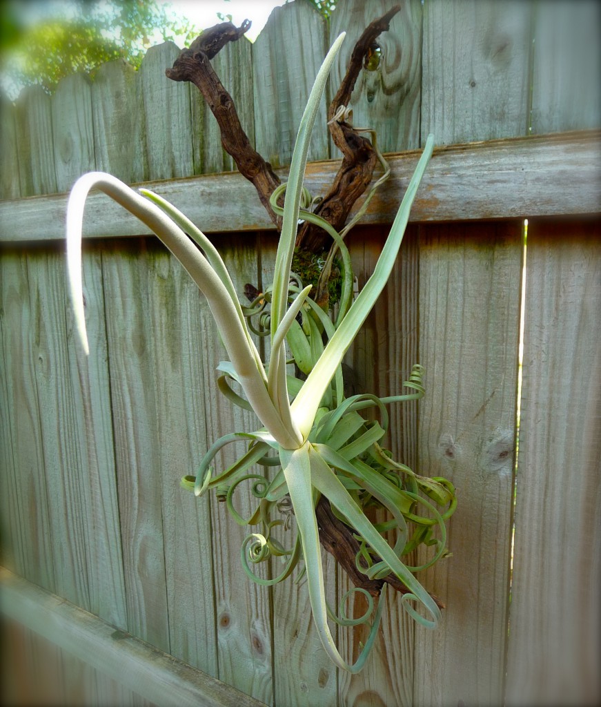 Mounted Air Plant