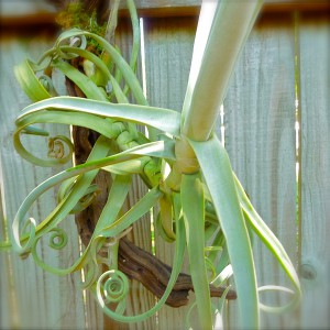 Tillandsia Duratii