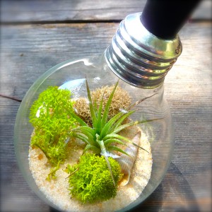 Air Plant Terrarium