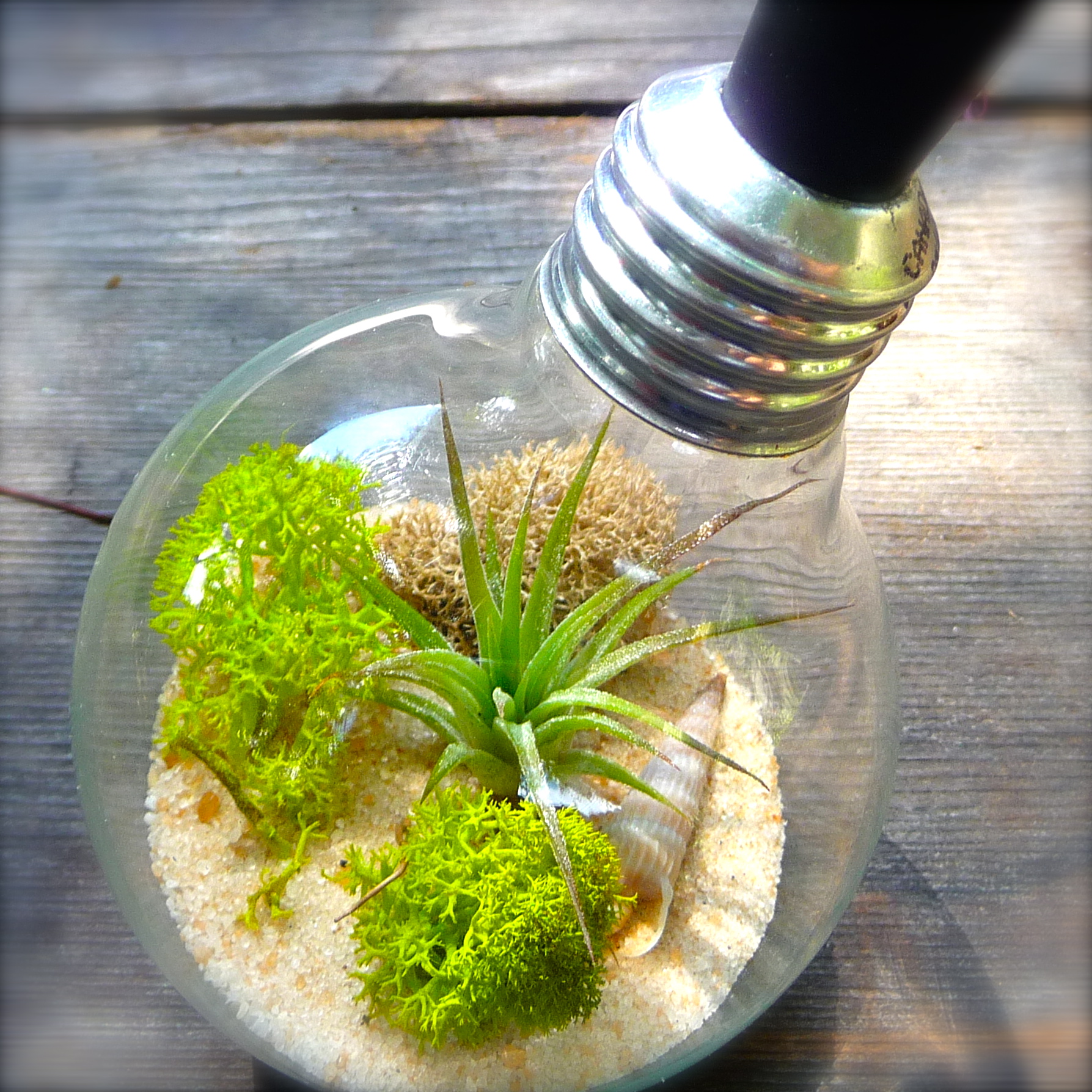 Light Bulb Terrarium Extinction? - Craft Organic