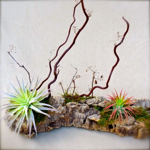 Air Plant Landscape