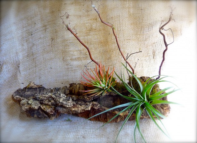 Air Plants