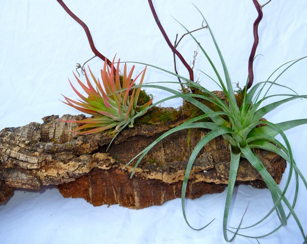 Mount Air Plant to Wood