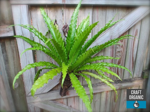 Birdnest Fern