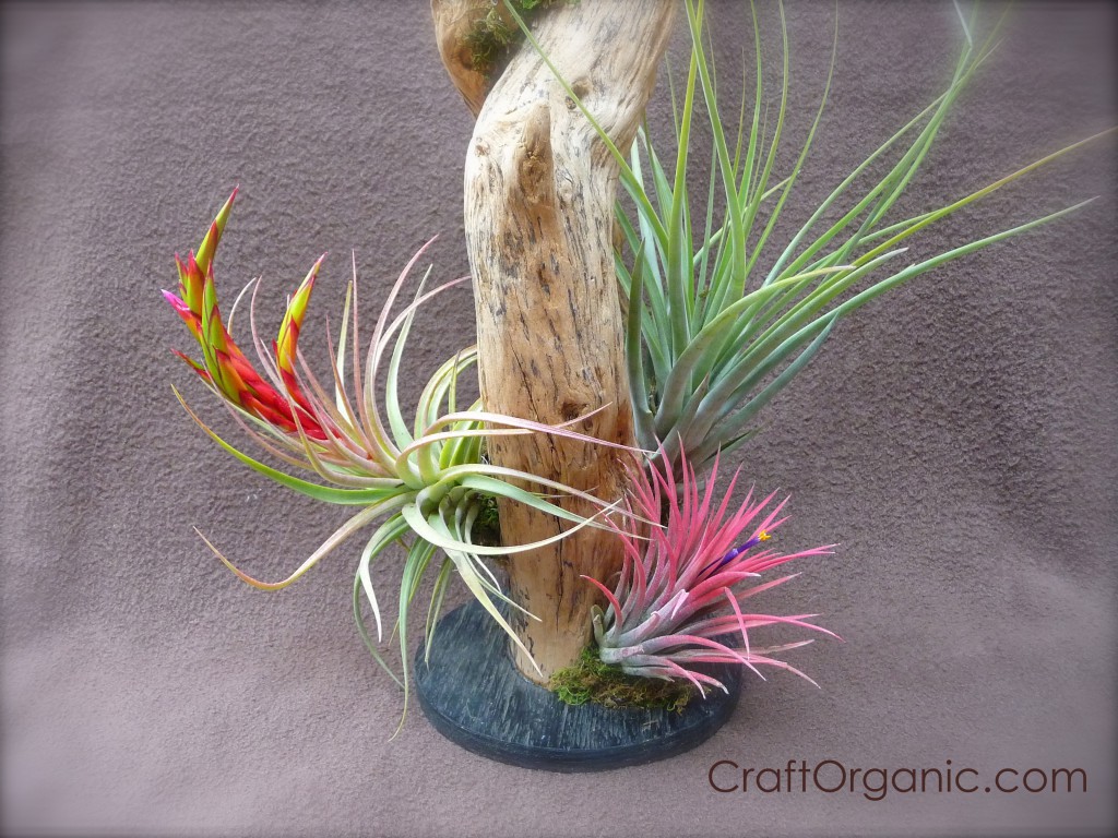 Tillandsia