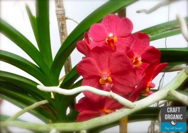 Orchids on Bamboo Lattice