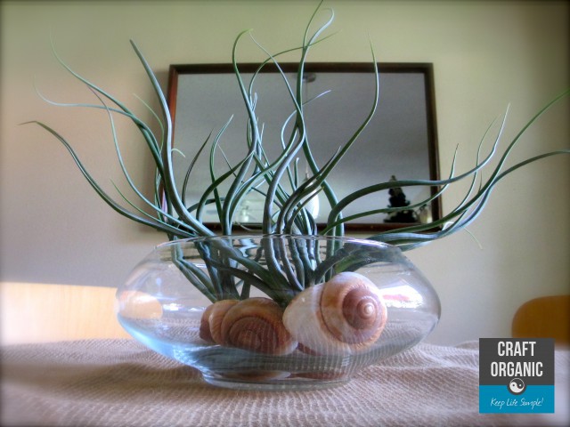 Air Plant Centerpiece