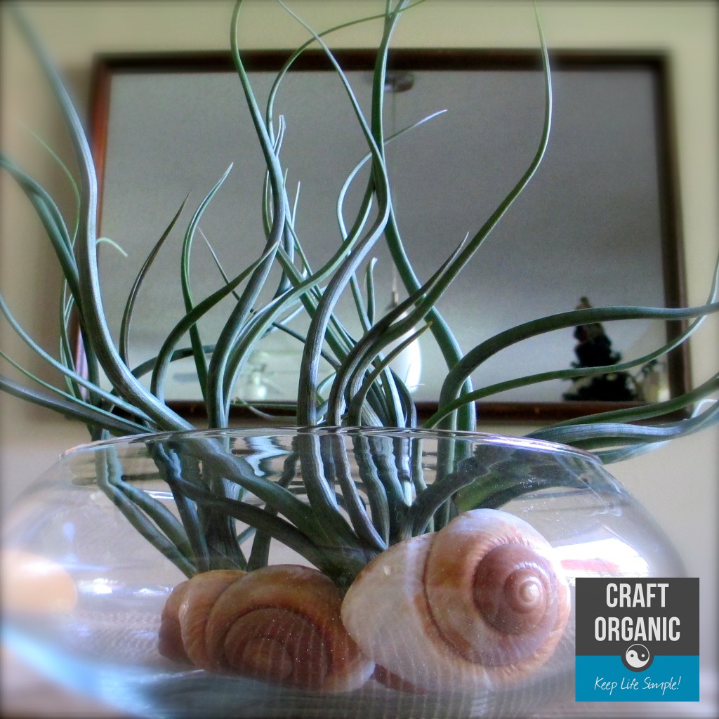 Air Plant & Snail Shells