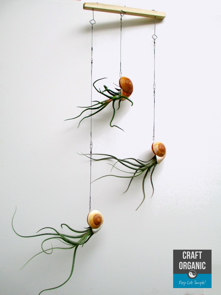 Nautilus Tillandsia Mobile