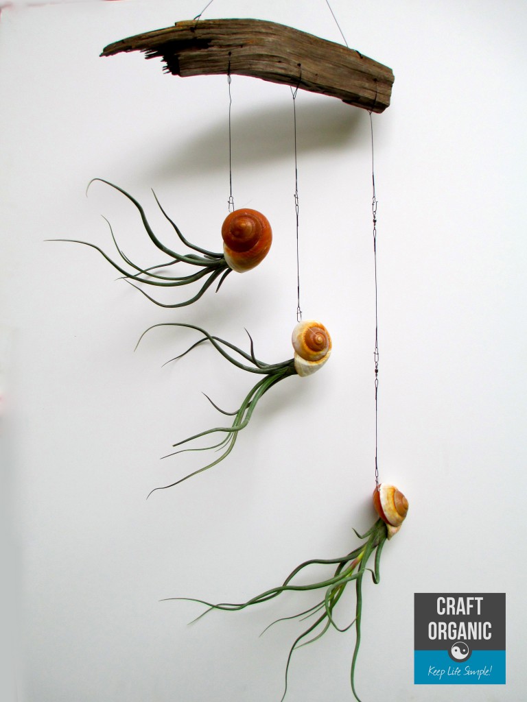 Nautilus Tillandsia Mobile 02