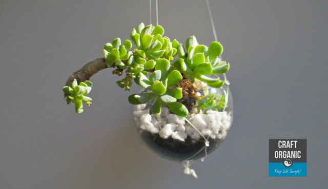 Succulent in Light Bulb 03