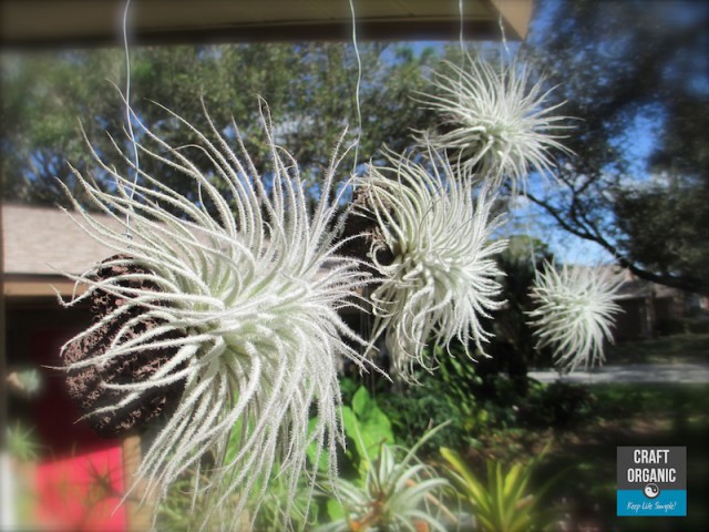 Tillandsia Lava Rock Singles