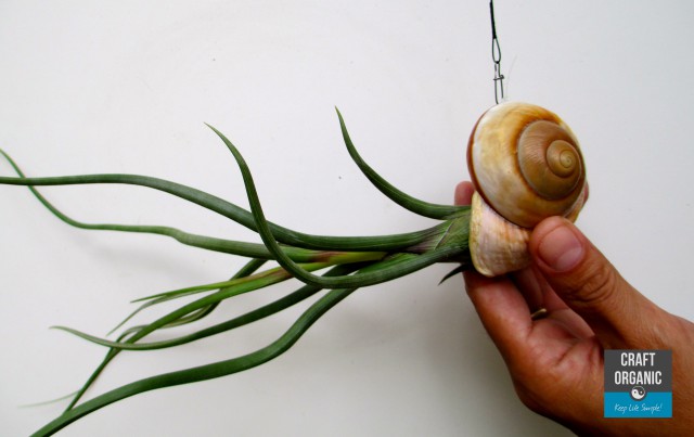 Tillandsia Nautilus