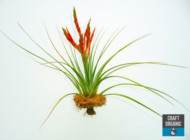 Floating Tillandsia