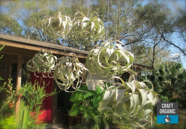 Hanging Tillandsia