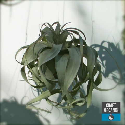 Hanging Tillandsia II