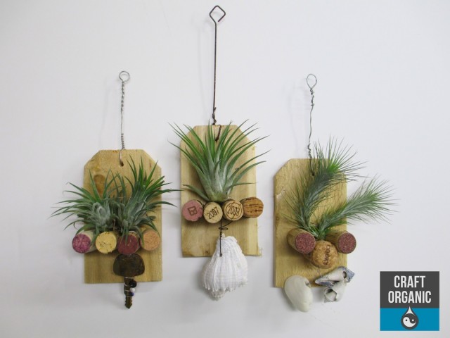 tillandsia and cork plague 01