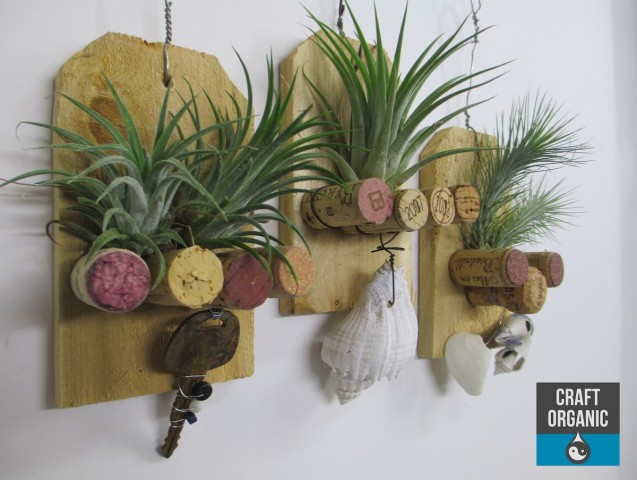 tillandsia and cork plaque 02