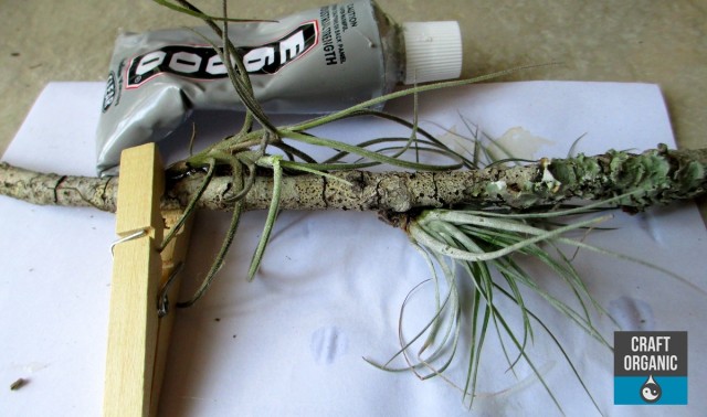 Glue Tillandsia