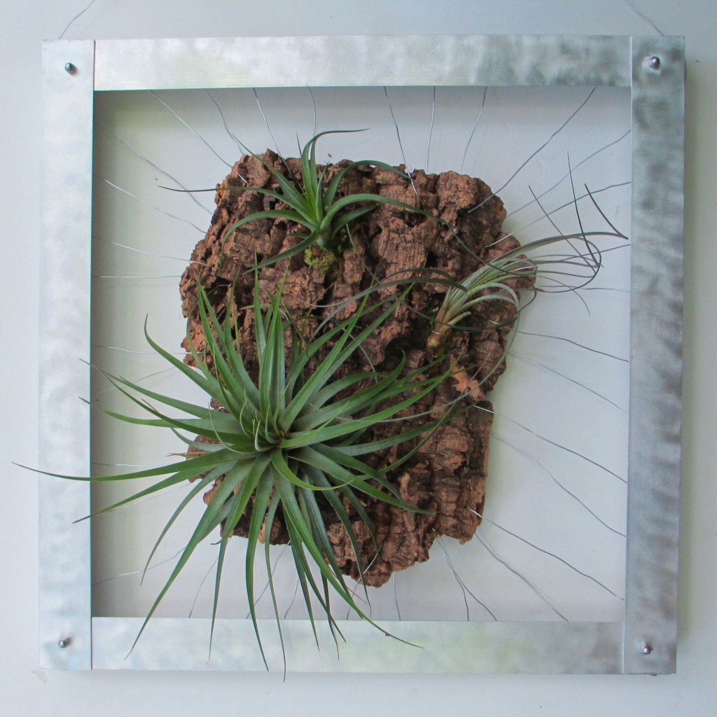 Tillandsia Wall Mount