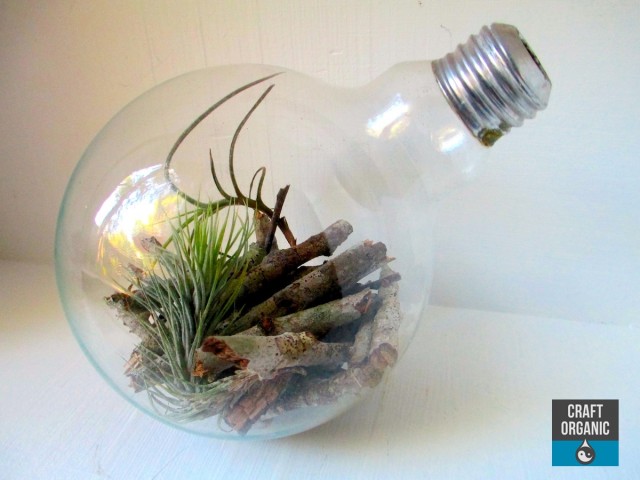 Light Bulb Terrarium
