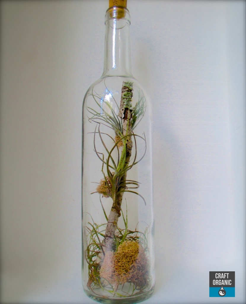 Tillandsai Terrarium