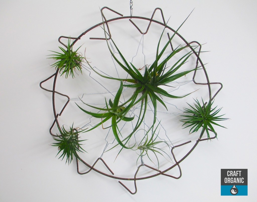 Tillandsia Screen