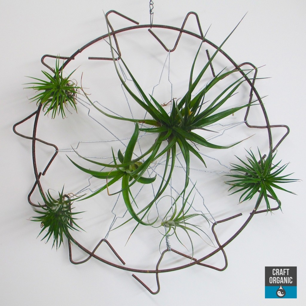 Tillandsia Screen