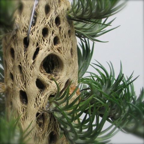 Tillandsia on Cholla Wood