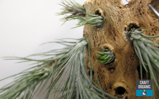 Tillandsia on Cholla Wood 02