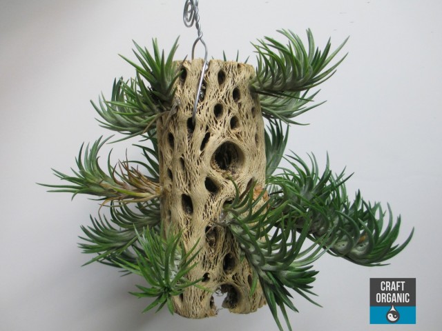 Tillandsia on Wood 03