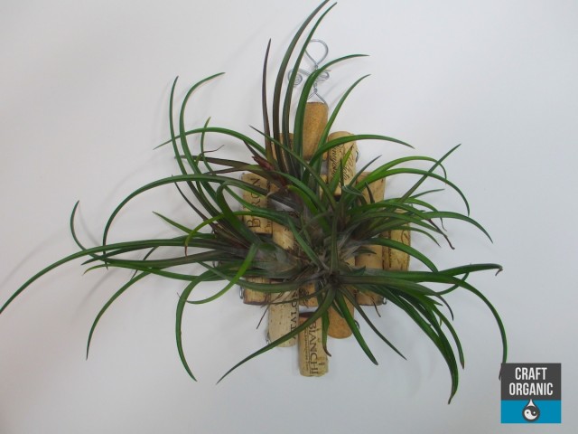 Tillandsia