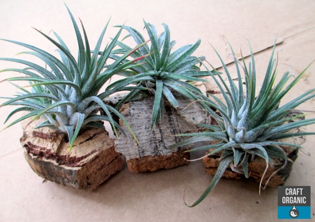 Tillandsia Fridge Magnets 02