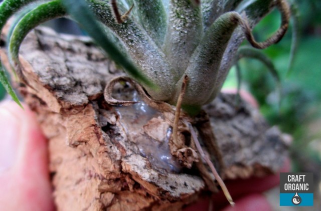 Tillandsia Fridge Magnets 03