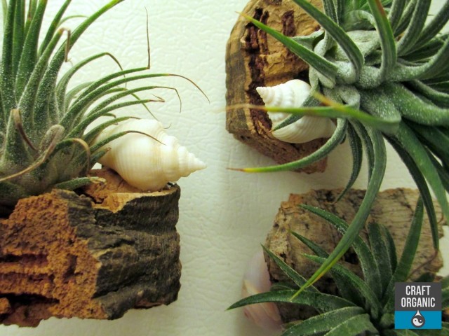 Tillandsia Fridge Magnets 04