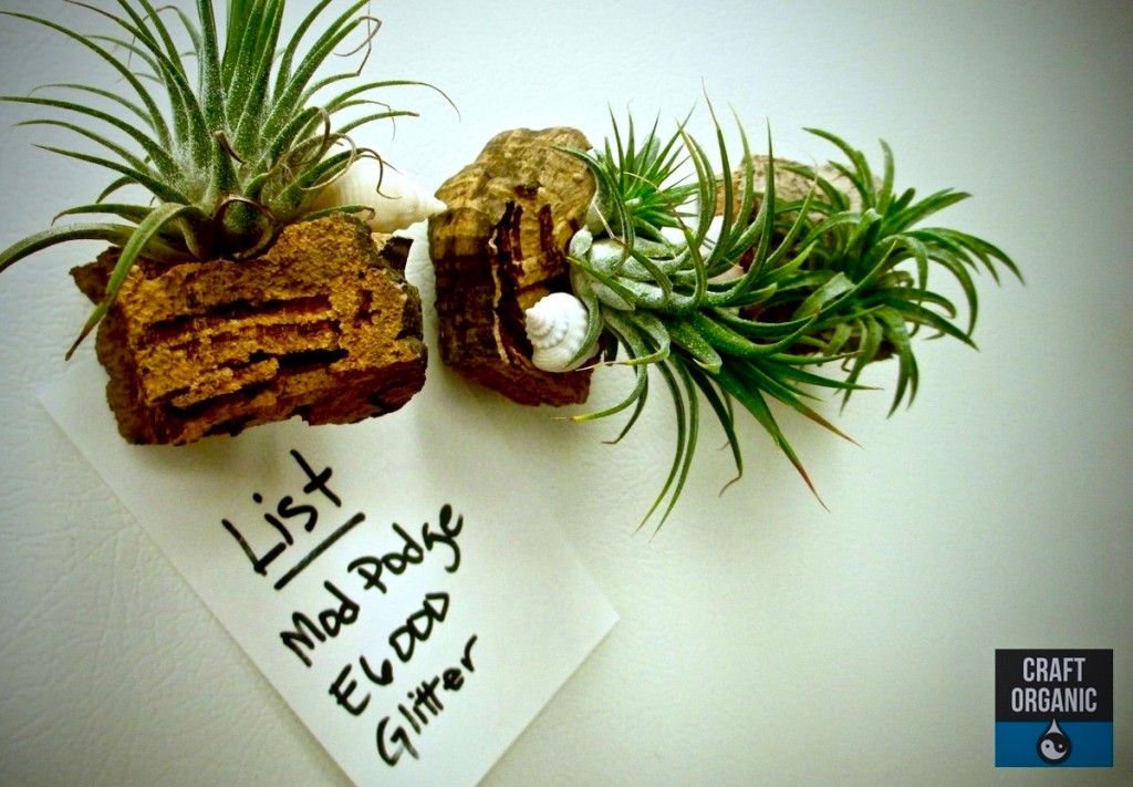 Tillandsia-Fridge-Magnets-05- (1)