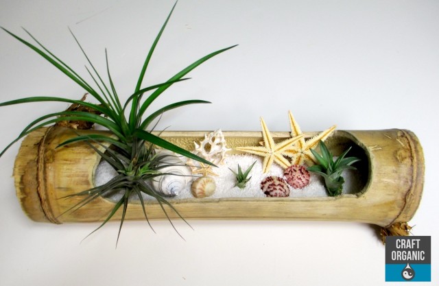 Tillandsia_Beach02