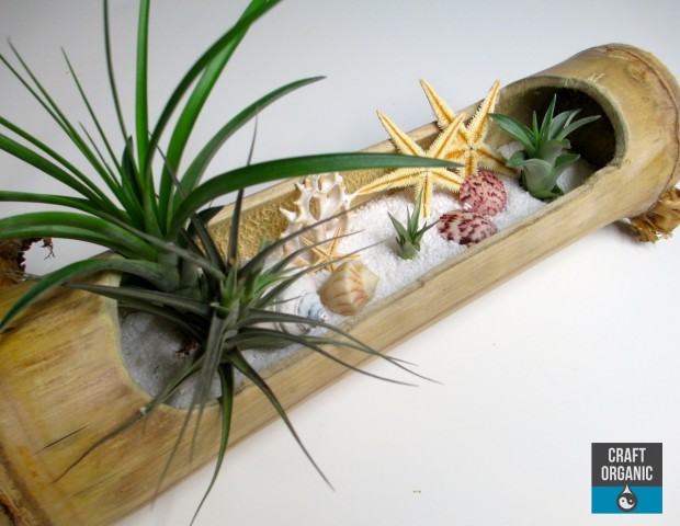 Tillandsia_Beach03