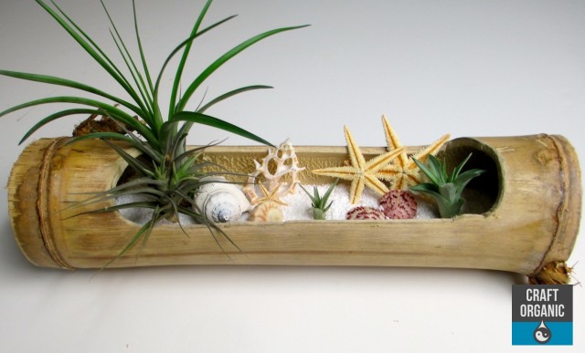 Tillandsia_Beach04