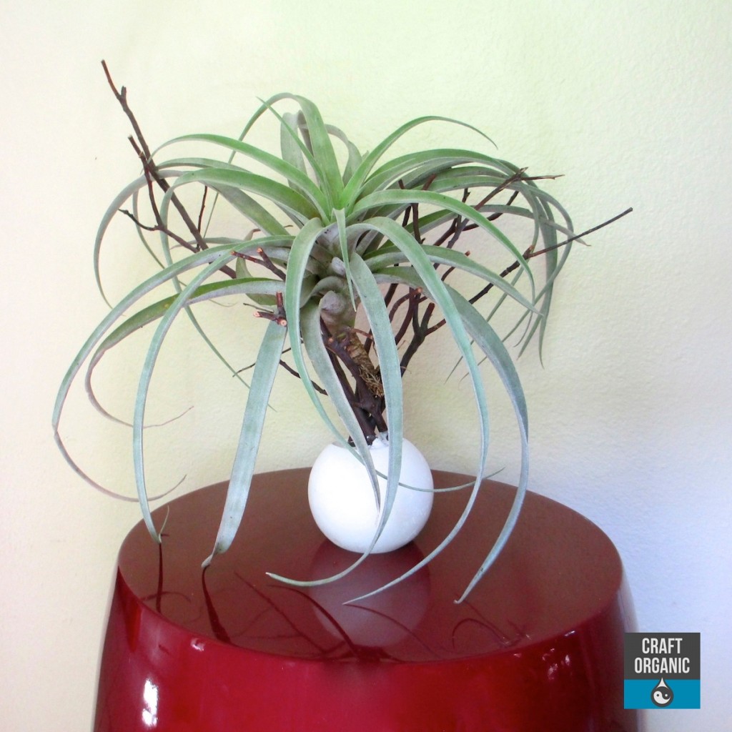 Tillandsia Tree