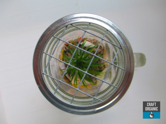 Mason Jar Terrarium Lid 01