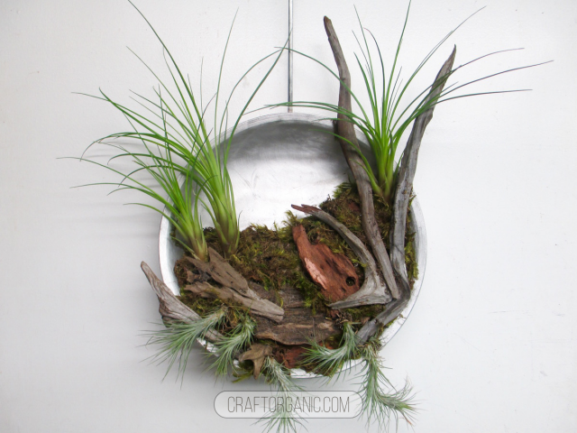 AirPlant_mount