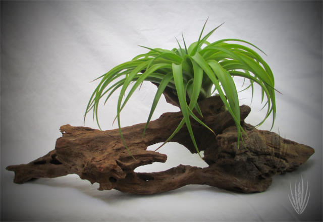 Tillandsia on Driftwood